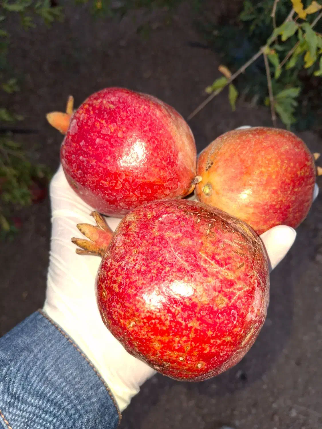 رب انار و انواع ترشی|خوردنی و آشامیدنی|شاهینشهر, عطار|دیوار