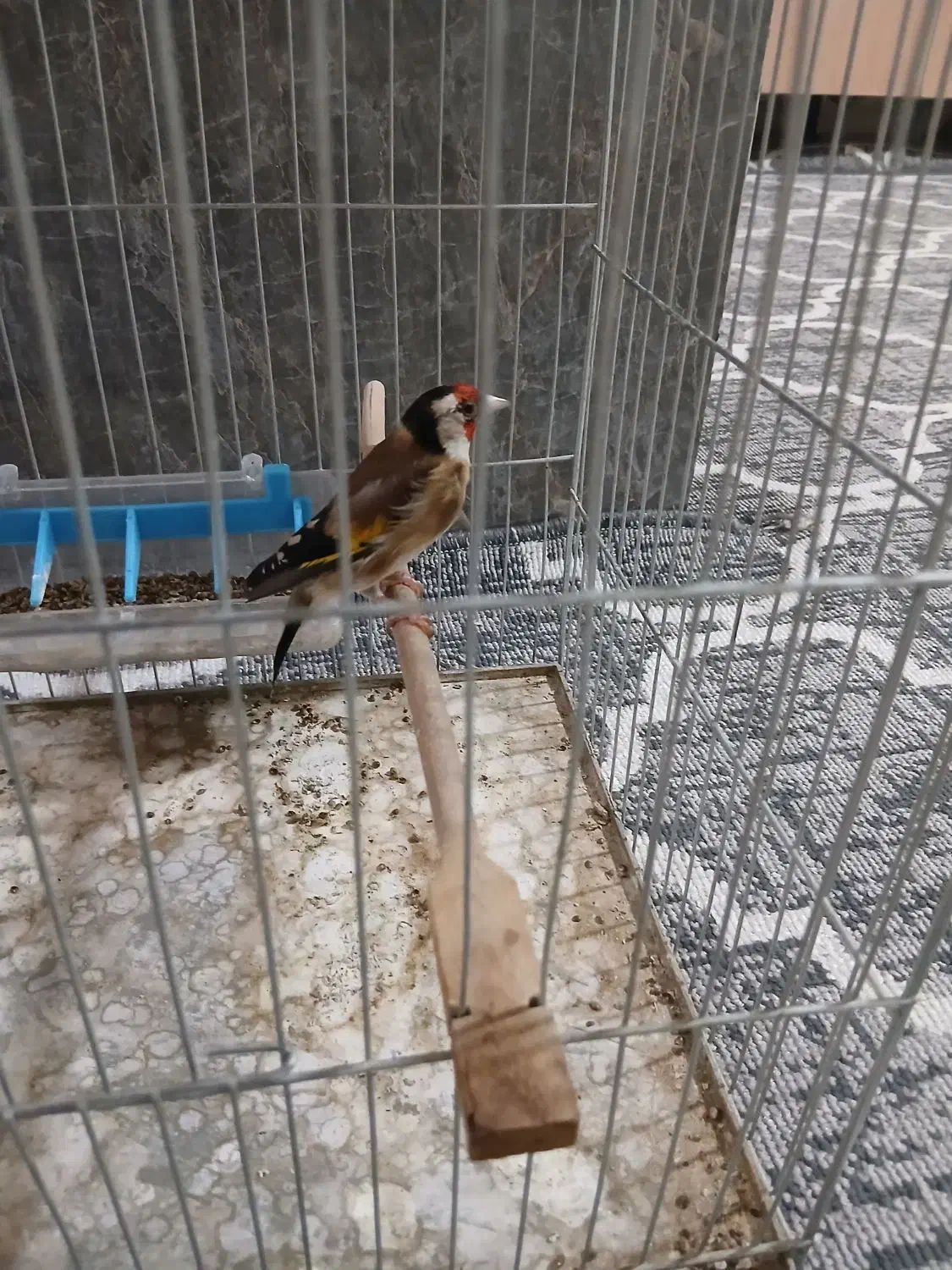 دوتا سهره کرمونی ویک رسمی بخون|پرنده|هشتگرد, هشتگرد قدیم|دیوار