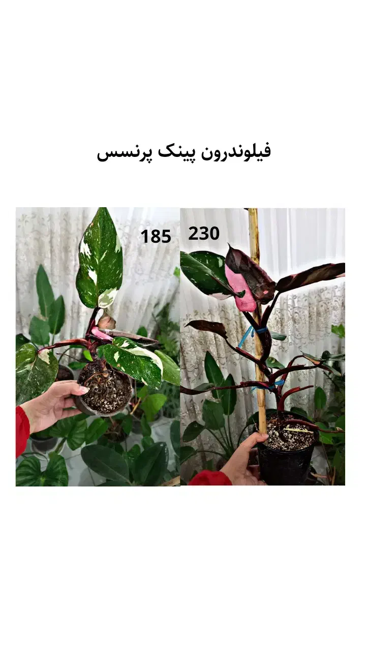 حراج واقعی گل و گیاه به علت کمبود جا|گل و گیاه طبیعی|قائن, |دیوار