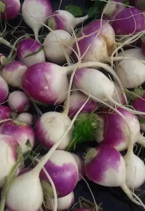 شلغم|خوردنی و آشامیدنی|اصفهان, جاوان|دیوار