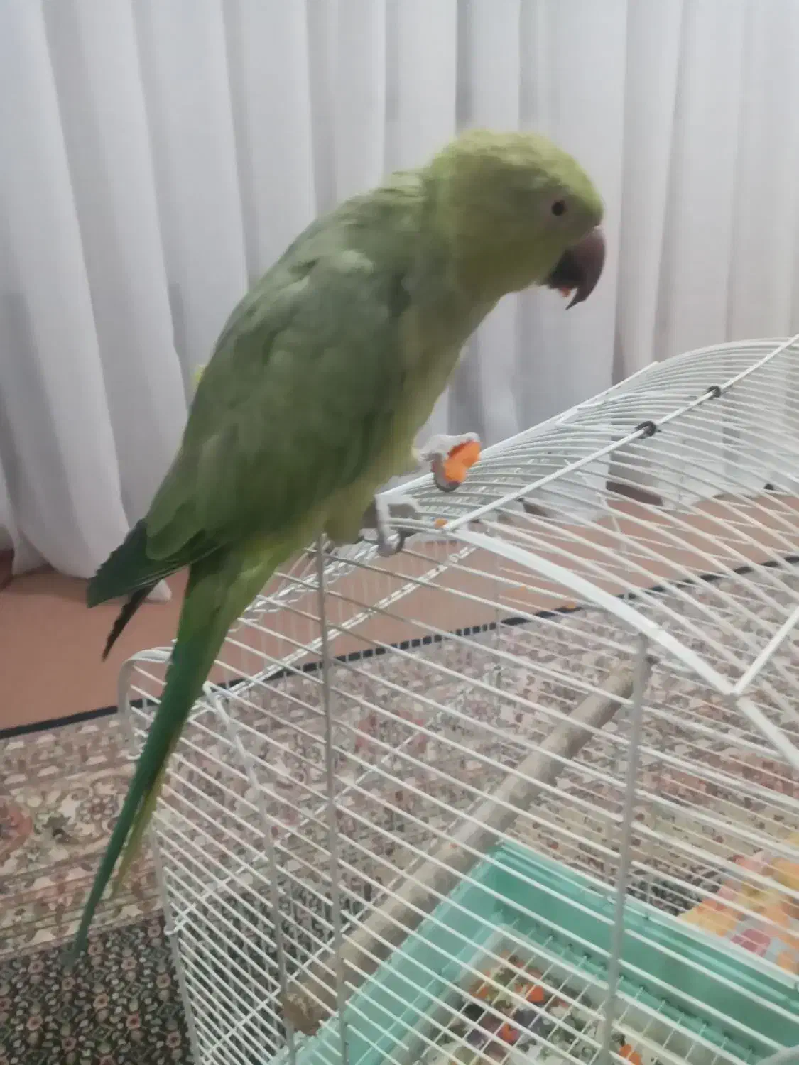 یک جفت ملنگو وجوجه عروس سرلاکی|پرنده|اصفهان, حصه جنوبی|دیوار