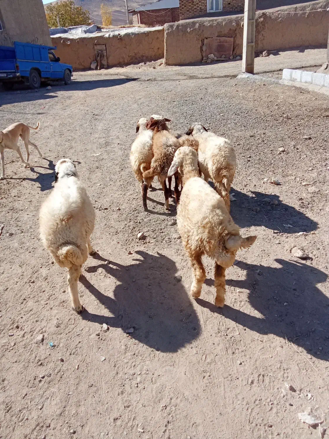 گوسفند کاور ماده|حیوانات مزرعه|کلیائی, |دیوار