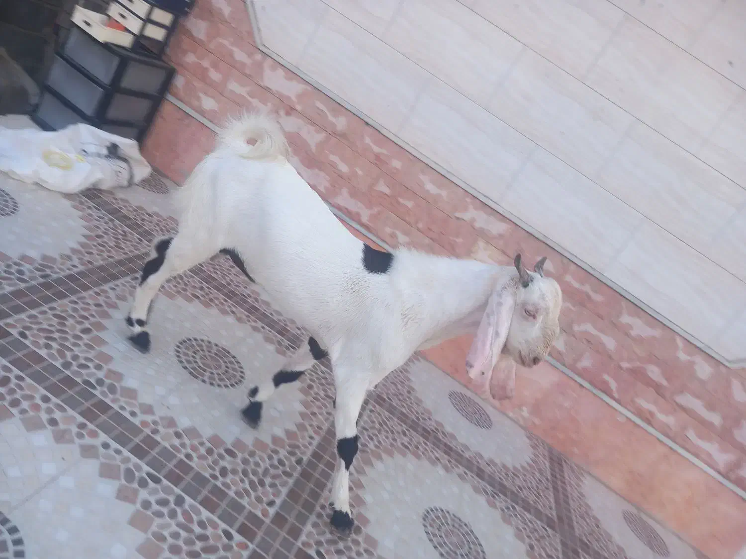 3عدد چپشت ۲ تا گلابی یکی پنجاب دوتا هم کهر اوس سر|حیوانات مزرعه|میناب, |دیوار