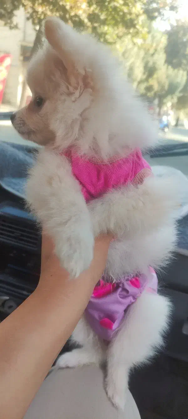 پامر|سگ|چهارباغ, |دیوار