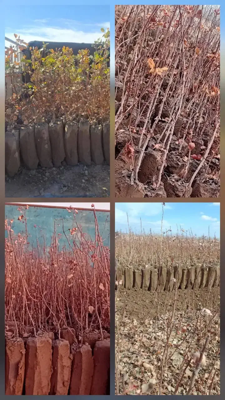 نهال پسته|گل و گیاه طبیعی|شهر بابک, |دیوار