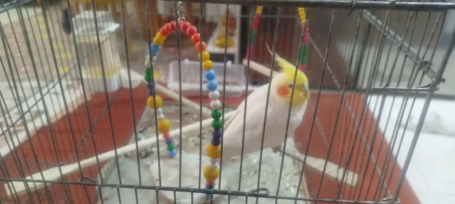 عروس هلندی نر|پرنده|شیراز, شهرک رضوان|دیوار