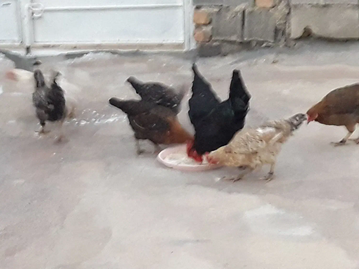 تعدادی مرغ جوان|حیوانات مزرعه|سرپل ذهاب, |دیوار