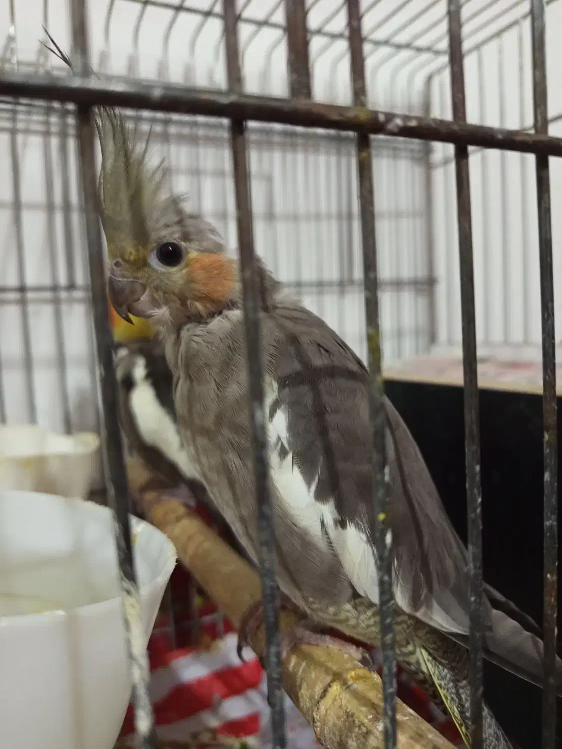 عروس هلندی خاکستری|پرنده|هشتگرد, هشتگرد قدیم|دیوار