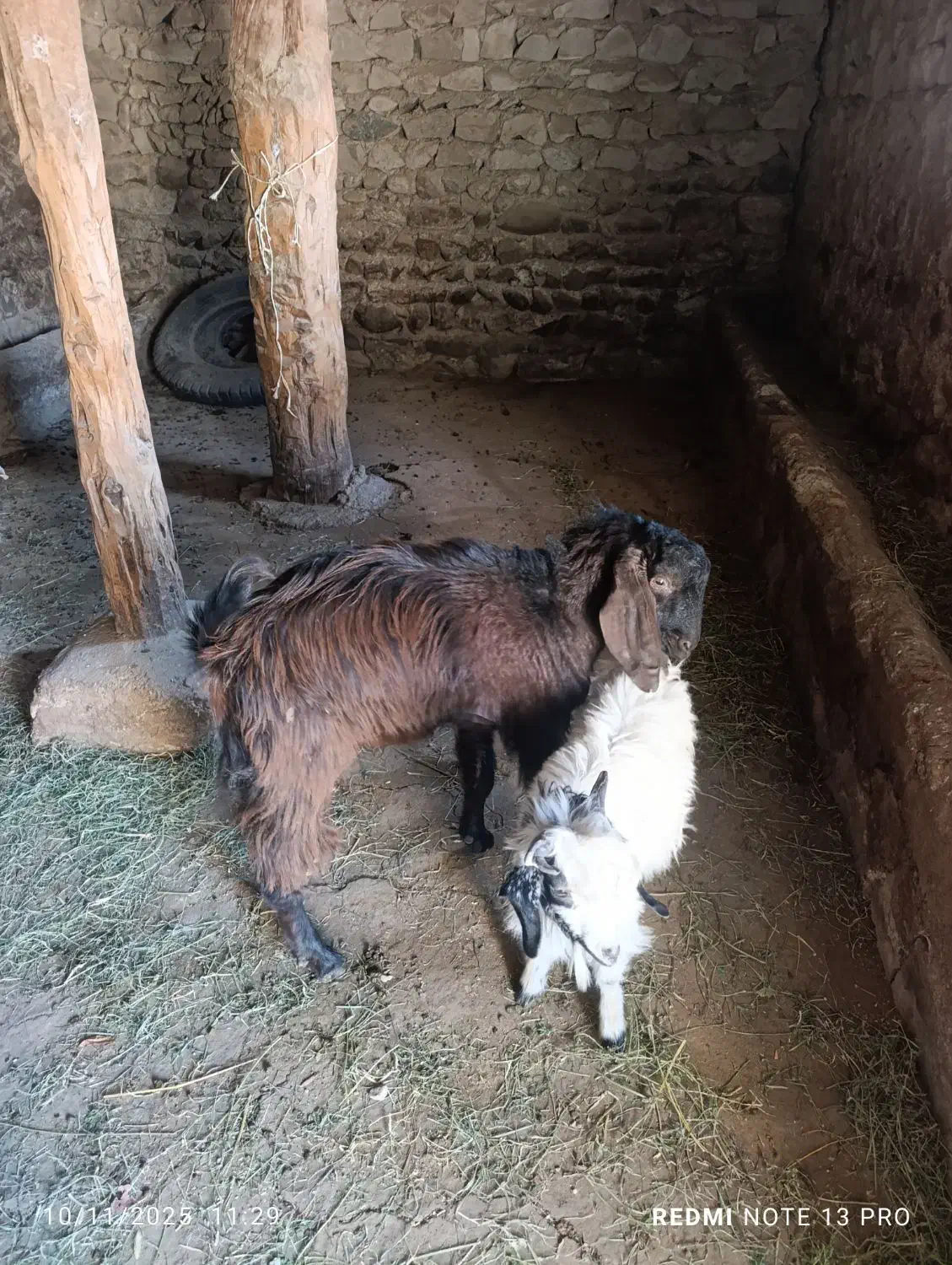 بزغاله عراقی|حیوانات مزرعه|اهر, |دیوار