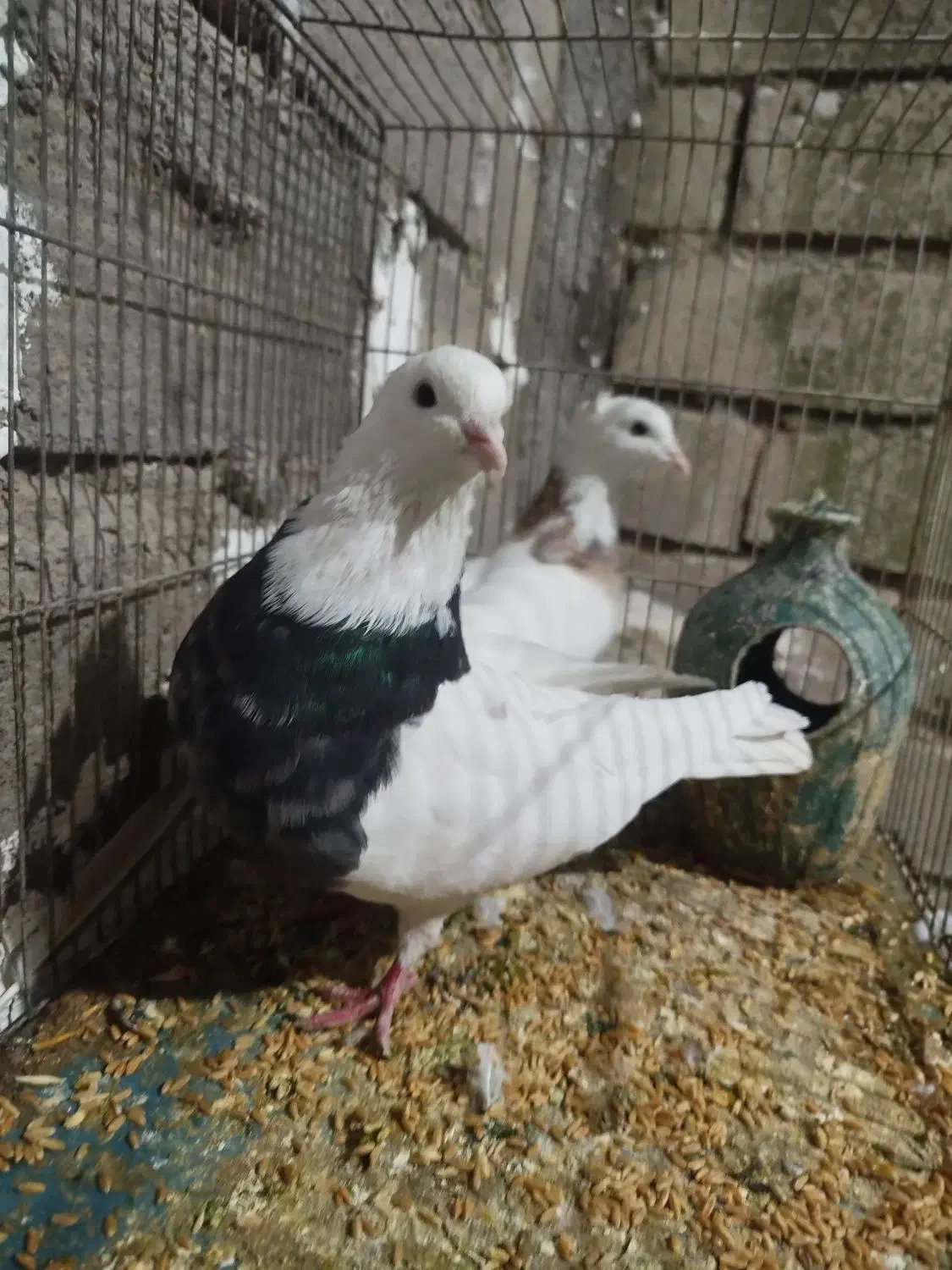 طوقی ، کله دم|پرنده|بیستون, |دیوار