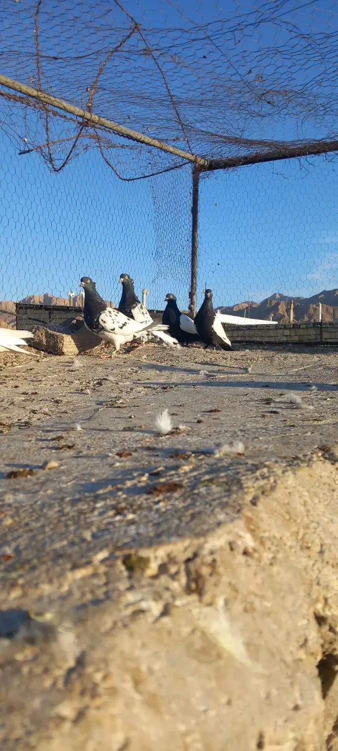 رنگه فروشی|پرنده|قائن, |دیوار