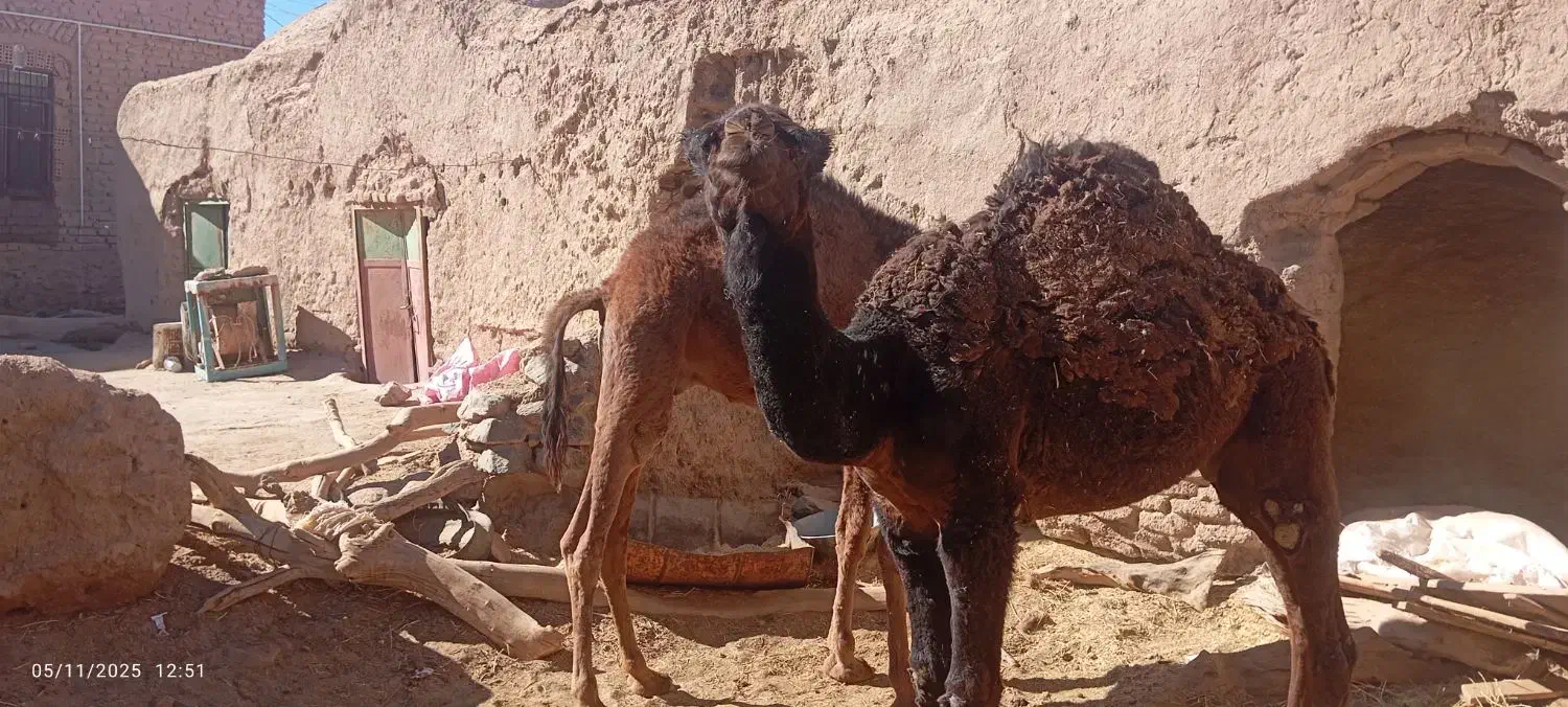 شتر|حیوانات مزرعه|نهبندان, |دیوار