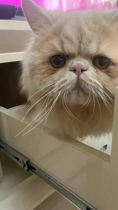 گربه پرشین|گربه|تبریز, |دیوار