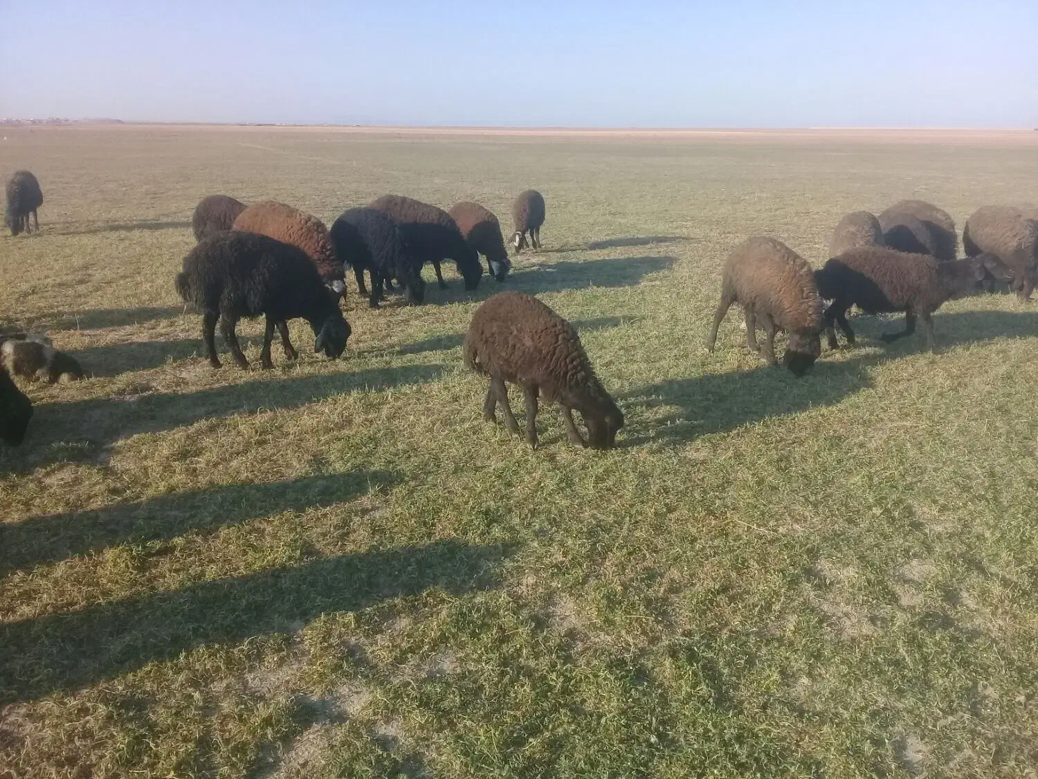 ۳۰عدد بره نر داشتی|حیوانات مزرعه|شراء, |دیوار