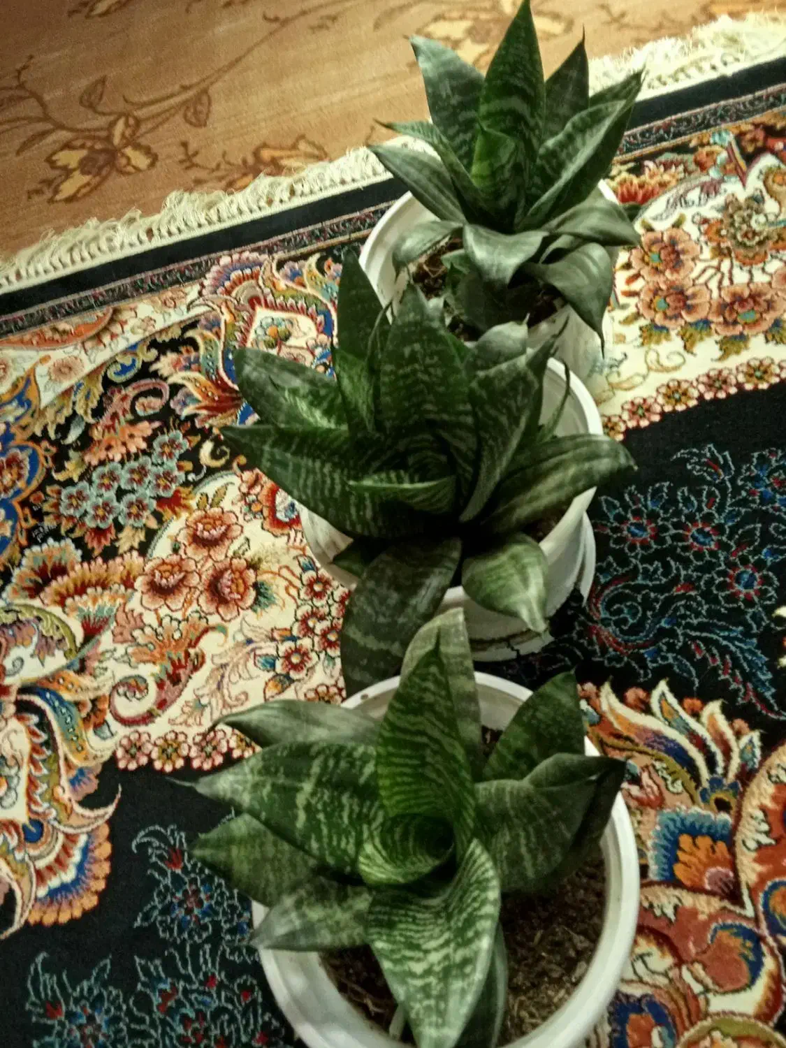 گل زیبا آپارتمانی|گل و گیاه طبیعی|اسالم, |دیوار