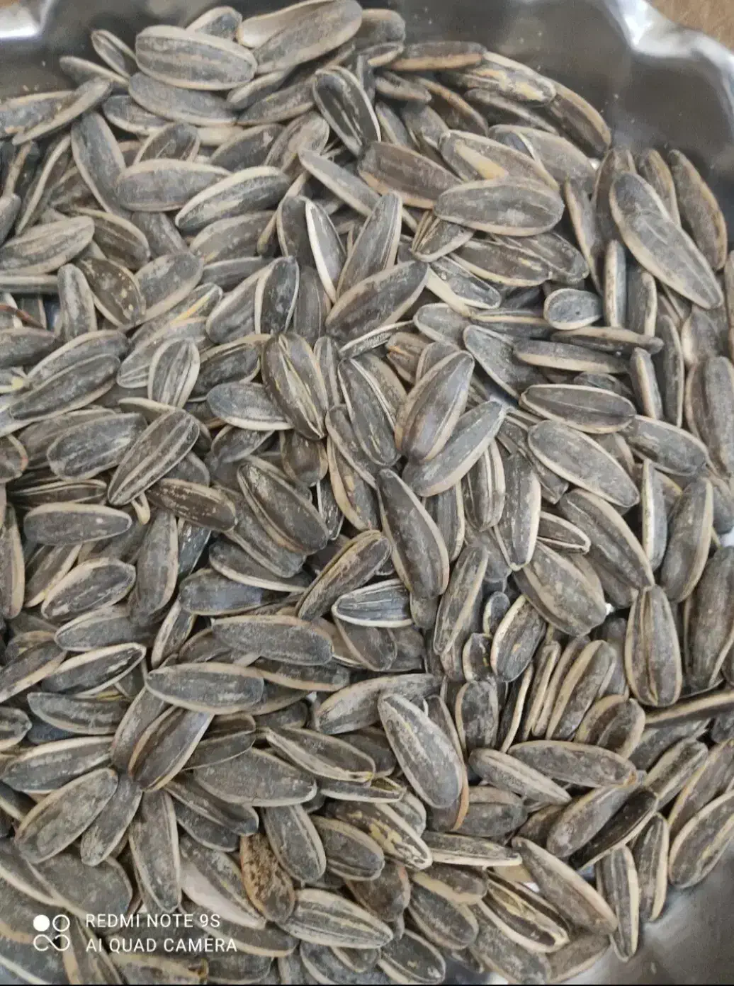 فروش تخمه|عمده‌فروشی|قروه, |دیوار