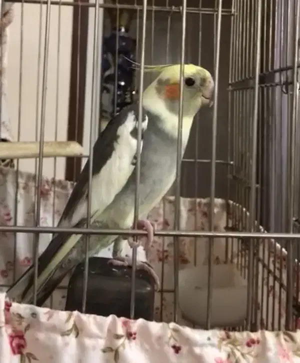 عروس هلندی سخنگو|پرنده|تهران, تهرانسر شمالی|دیوار