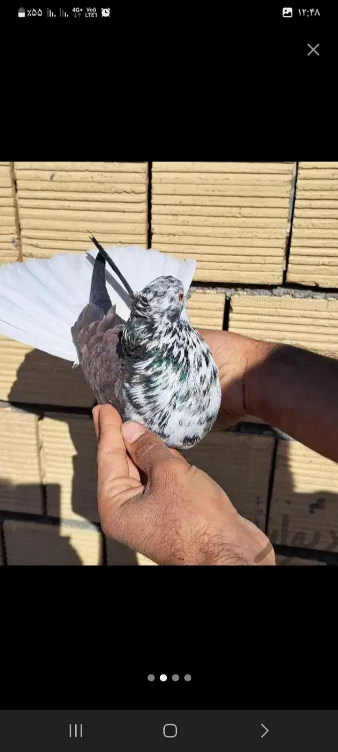 دمسفید تیپی زرنگ|پرنده|ایلام, |دیوار