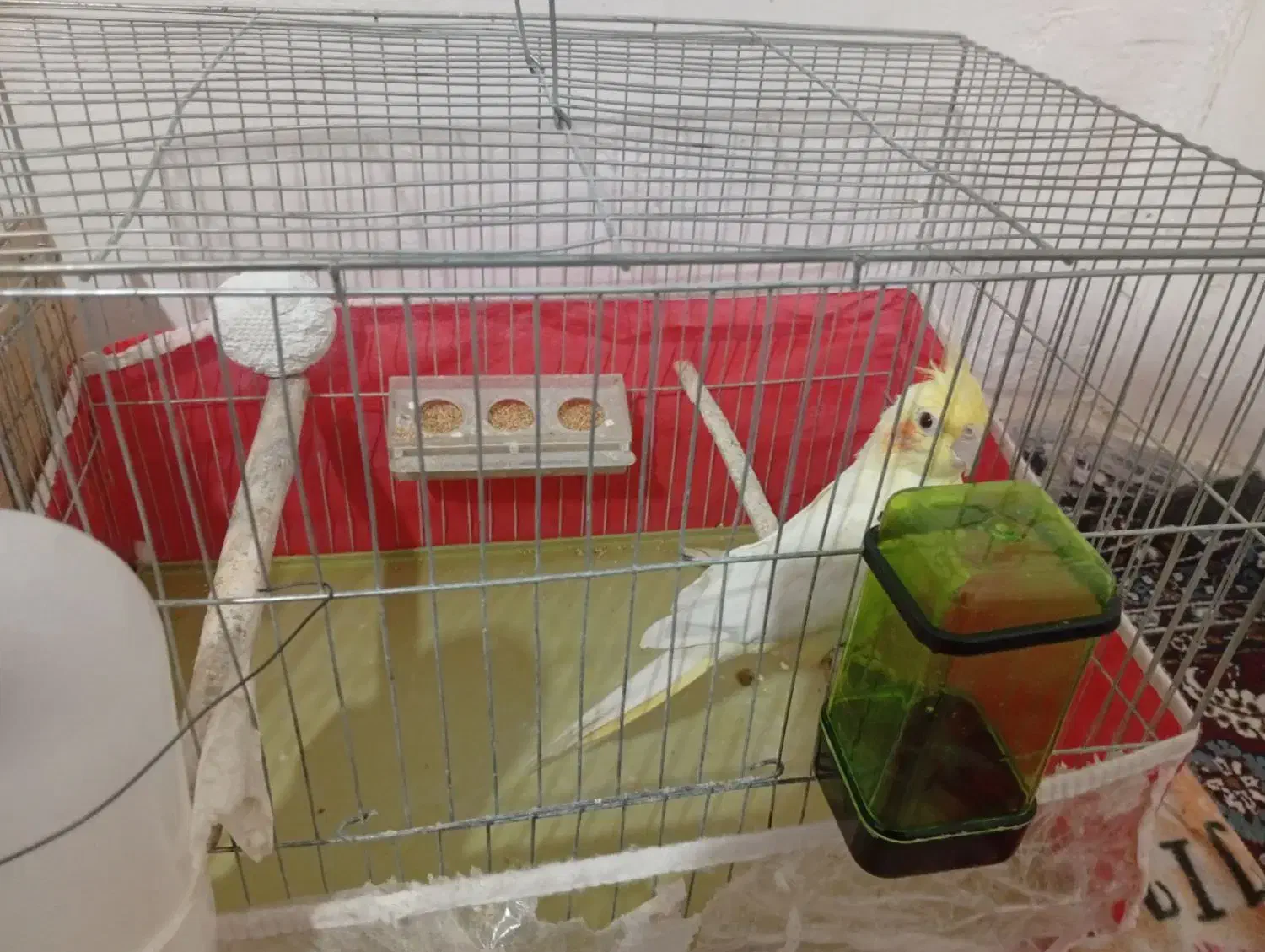 عروس نر و ماده جفت|پرنده|پیرانشهر, |دیوار