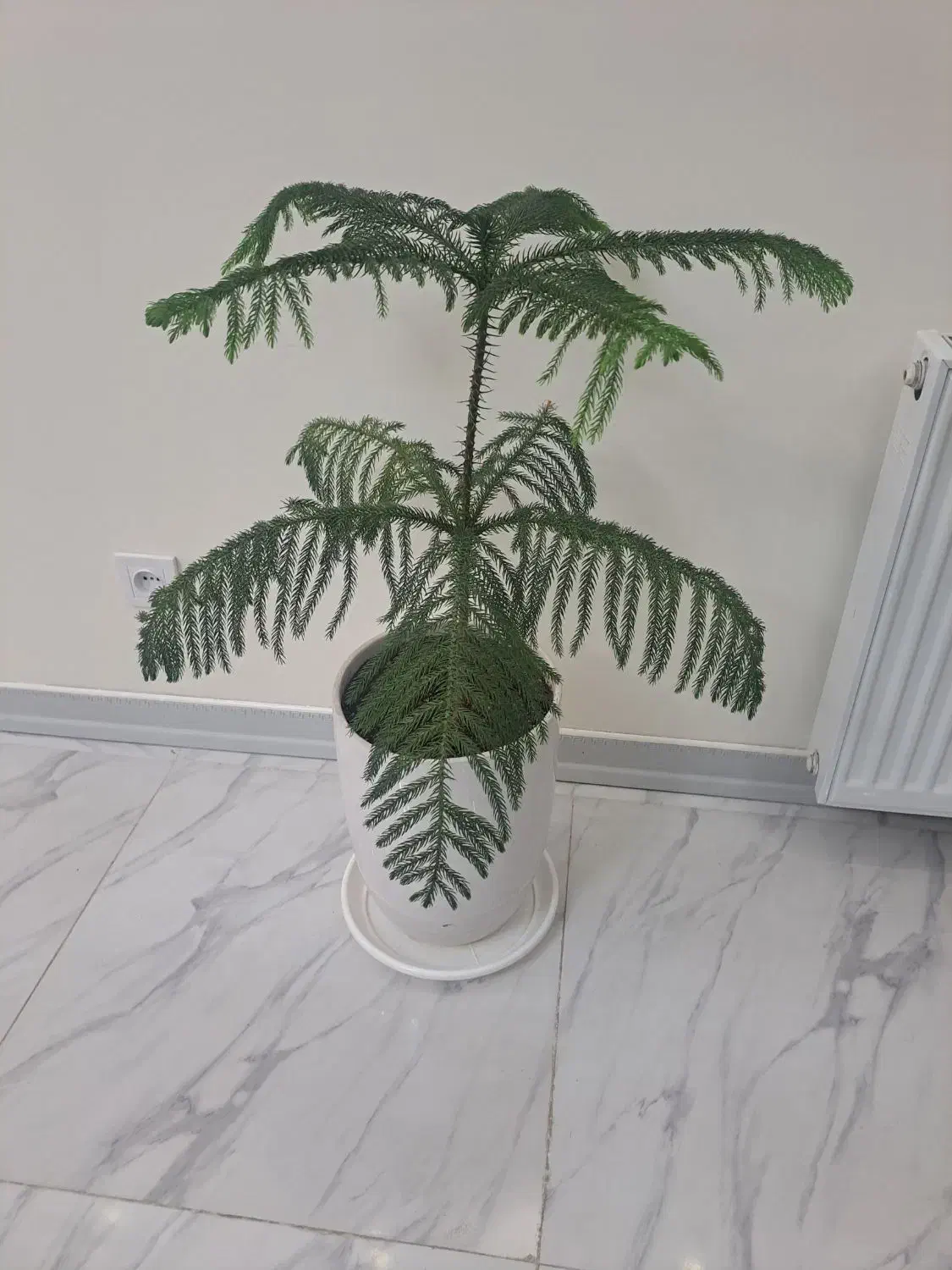 کاج مطبخ|گل و گیاه طبیعی|محمدشهر, محمدشهر|دیوار