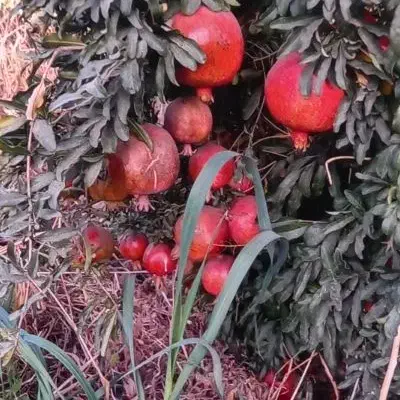 انار پر آبو خوش رنگو دونه|خوردنی و آشامیدنی|جوادآباد, |دیوار