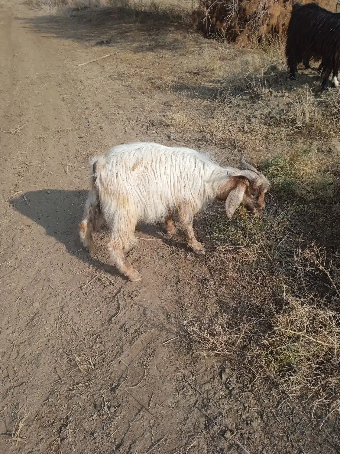 نر پرگوشت|حیوانات مزرعه|میاندوآب, |دیوار