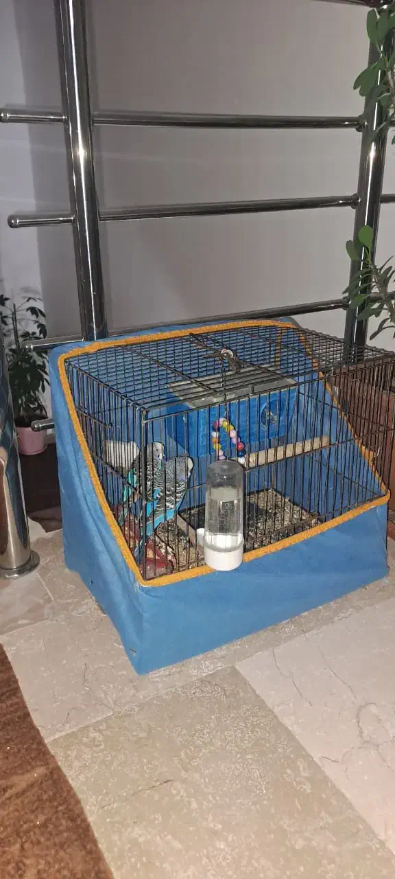 مرغ عشق|پرنده|اردبیل, |دیوار