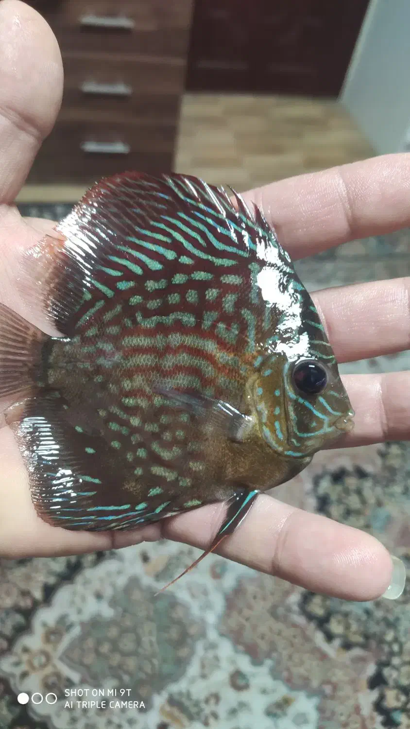 ماهی دیسکس آکواریوم|ماهی|فردیس, قریشی|دیوار