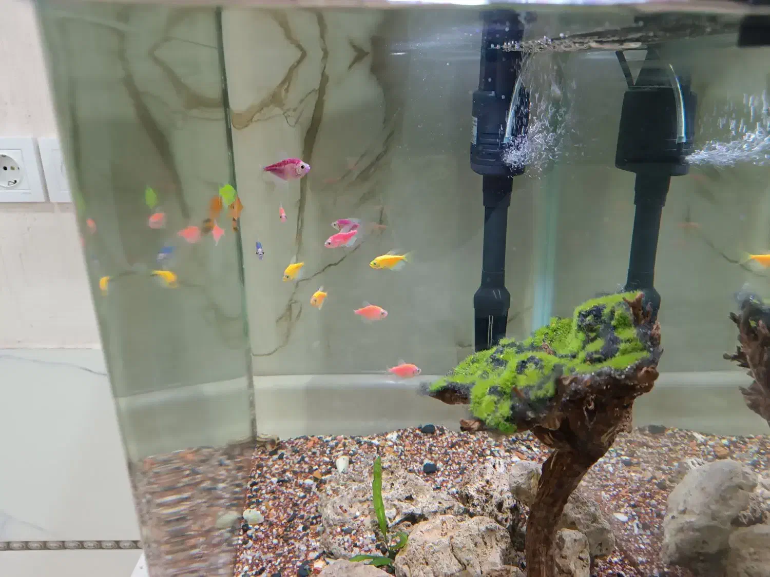 فروش اکواریوم|ماهی|بانه, |دیوار