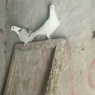 کفتر /کبوتر فروشی دونه ای ۱۰۰|پرنده|صوغان, |دیوار