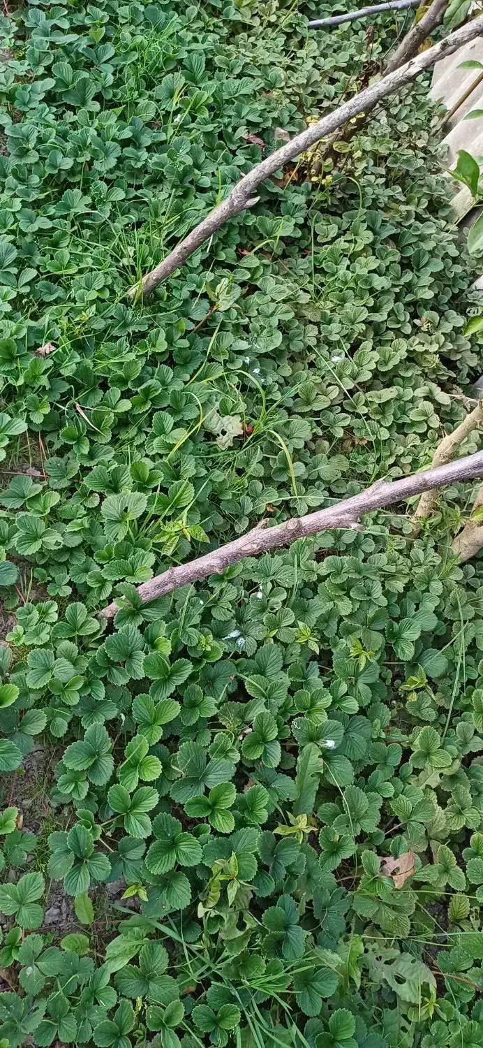 بوته توت فرنگی|گل و گیاه طبیعی|آستانه اشرفیه, |دیوار