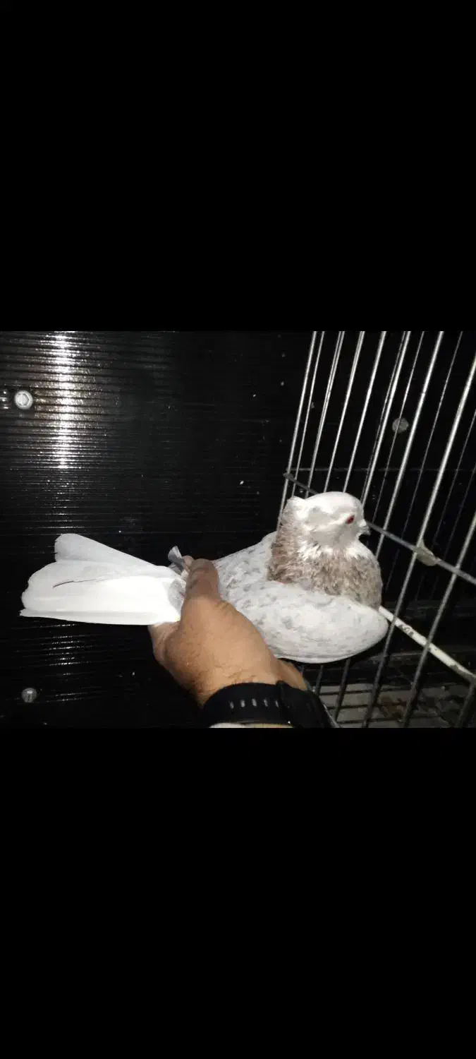 کفتر کبوتر سورو شازده هما کاکلی|پرنده|ری, فیروزآبادی|دیوار