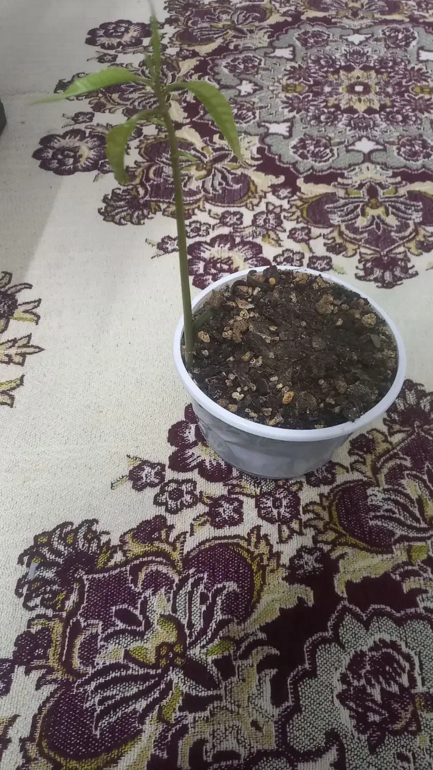 نهال انبه|گل و گیاه طبیعی|کاشان, فاز ۲ ناجی آباد|دیوار