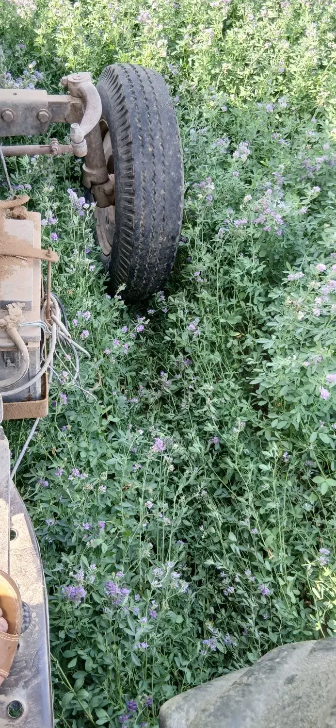 کاه یونجه|خدمات باغبانی و درختکاری|برازجان, |دیوار