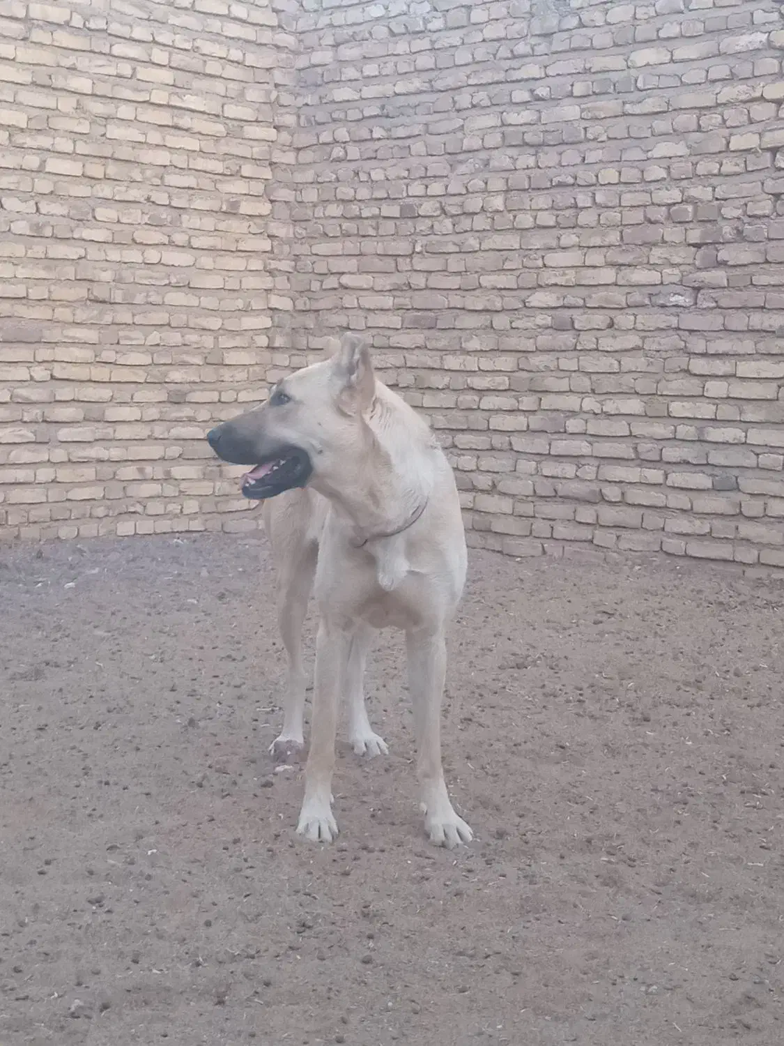 سگ ماده دهن پاک ق 5|سگ|رشتخوار, |دیوار