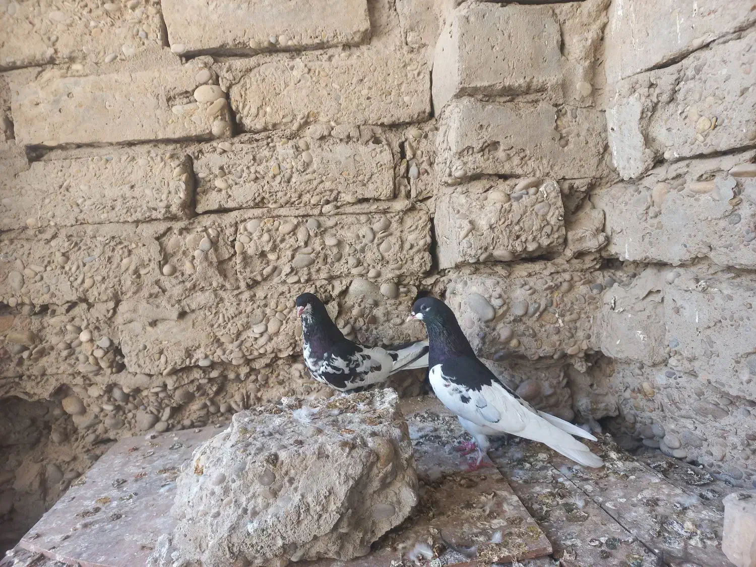 کبوتر رنگی|پرنده|بوشهر, |دیوار