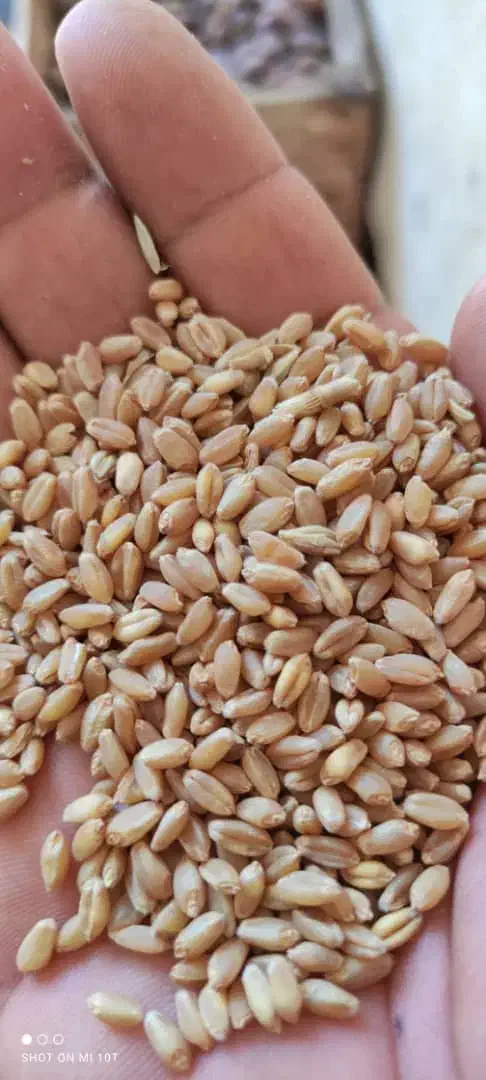 گندم بزری|خدمات باغبانی و درختکاری|شادگان, |دیوار