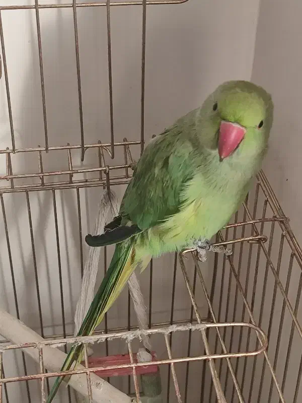 طوطی منلگو‌|پرنده|نسیم‌شهر, |دیوار