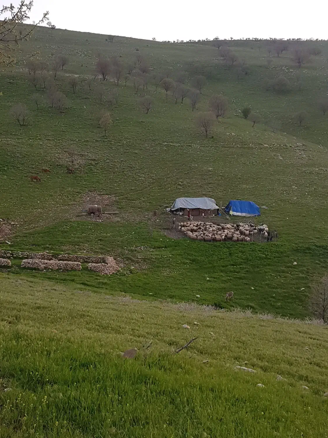 فروش سیاه چادر|کوهنوردی و کمپینگ|کوهدشت, |دیوار