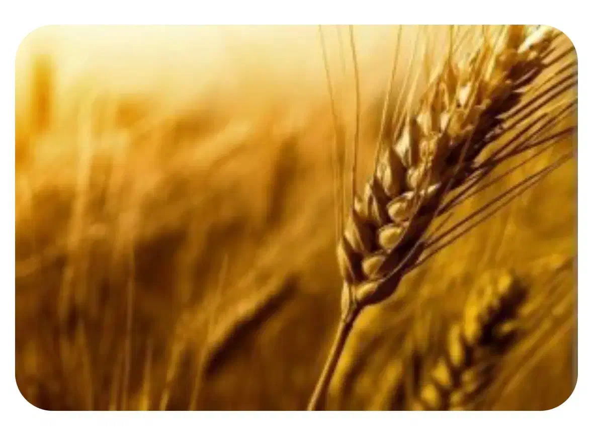 استخدام نیروی کارگر آقا|استخدام صنعتی، فنی، مهندسی|شیروان (لرستان), |دیوار