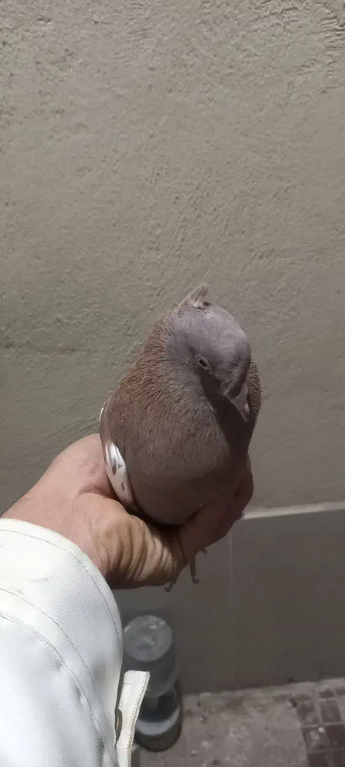 پلاکی و بهبونی و کفتر رایگان|پرنده|شیراز, انجیر|دیوار