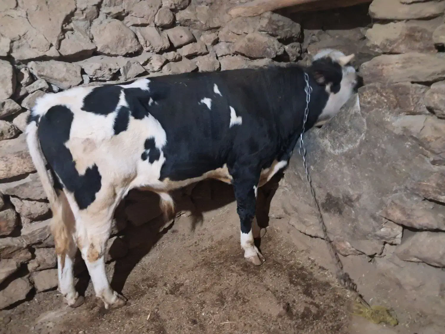 گوساله نر|حیوانات مزرعه|سارال, |دیوار