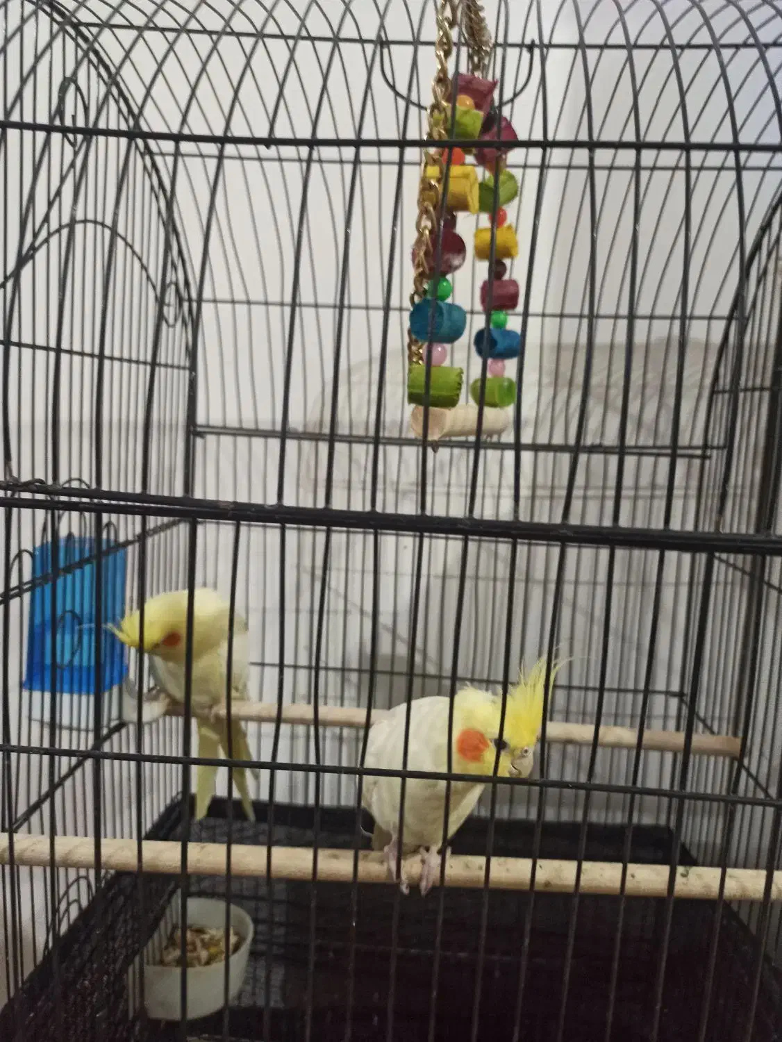 عروس هلندی|پرنده|صالح آباد, |دیوار