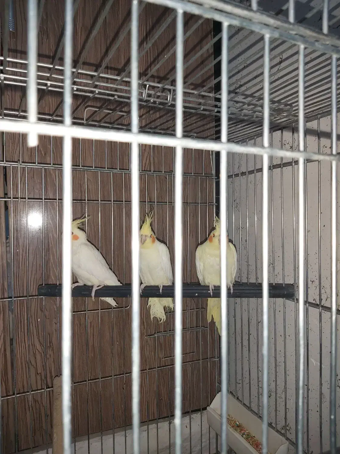 فروش تعدادی عروس هلندی لوتینو|پرنده|اهواز, پردیس|دیوار