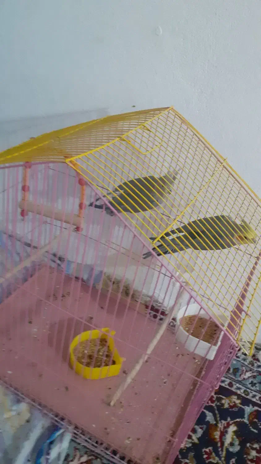 عروس هلندی نروماده مولد تخم گذار|پرنده|گلپایگان, |دیوار