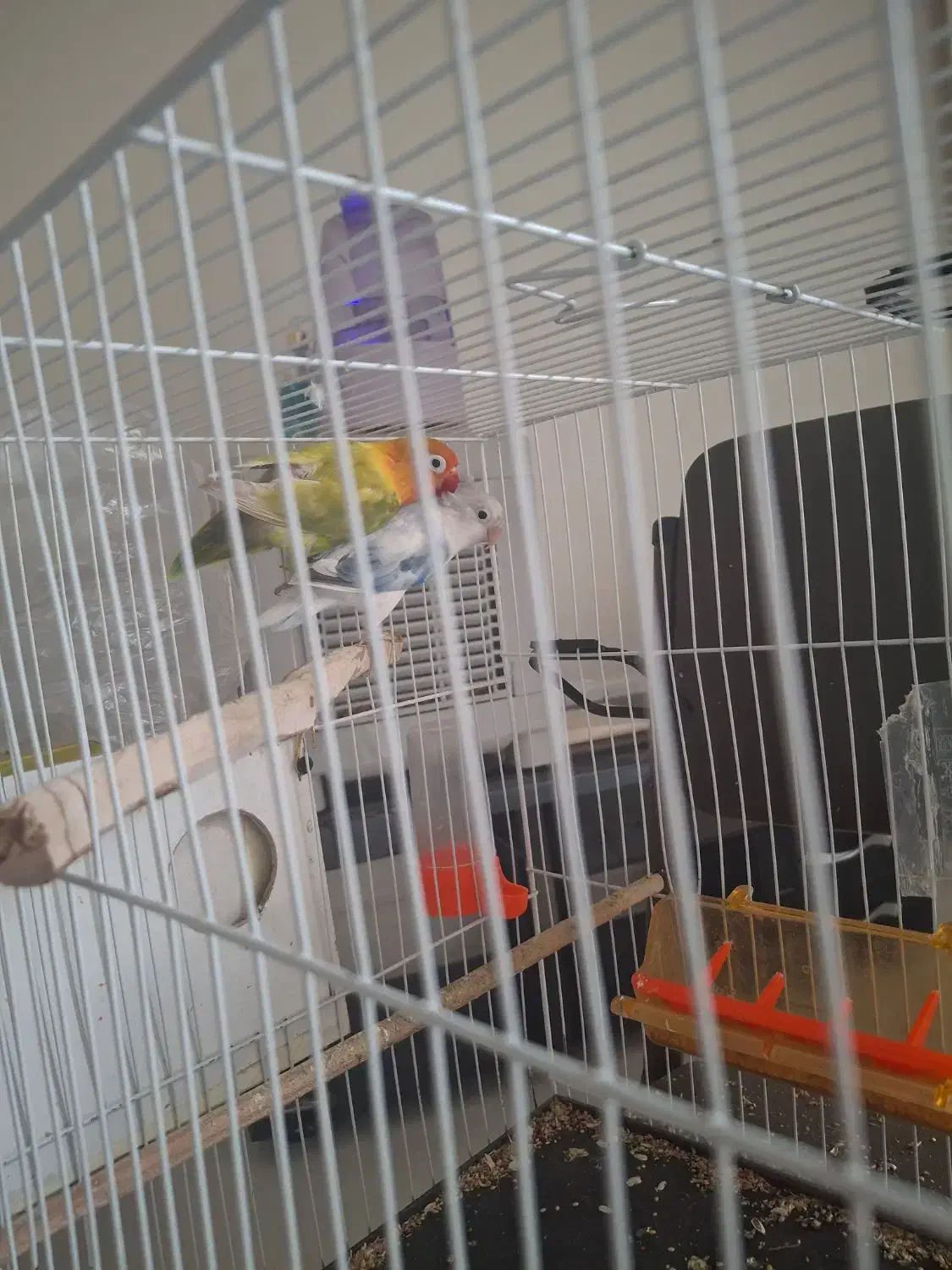 کوتوله برزیلی|پرنده|مشهد, آزادشهر|دیوار