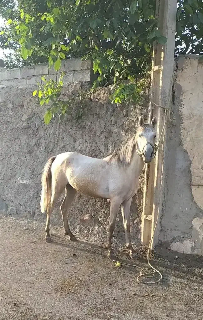 مادیان اصیل|اسب و تجهیزات اسب‌سواری|اردبیل, |دیوار