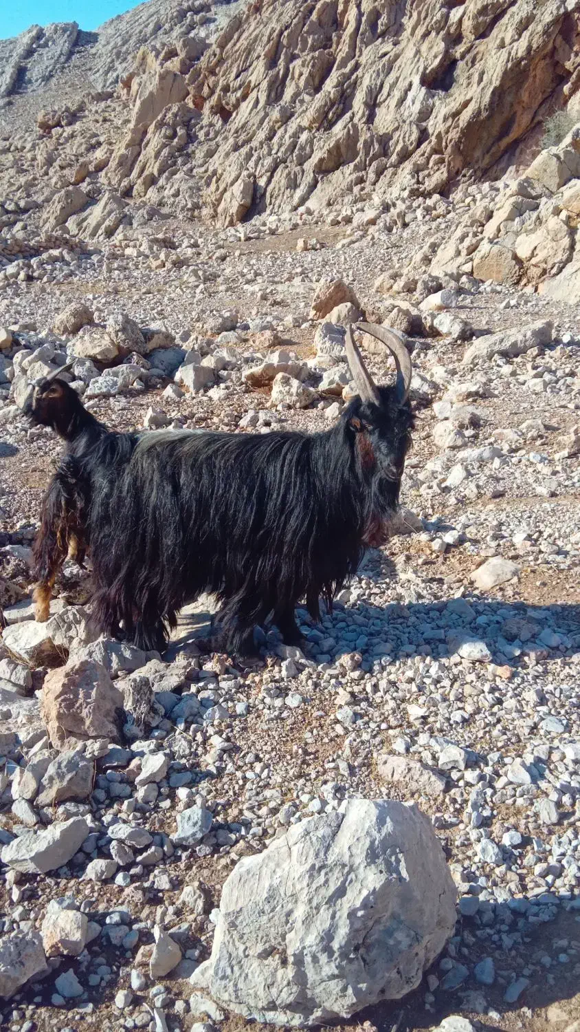 نر بز|حیوانات مزرعه|اندیمشک, |دیوار