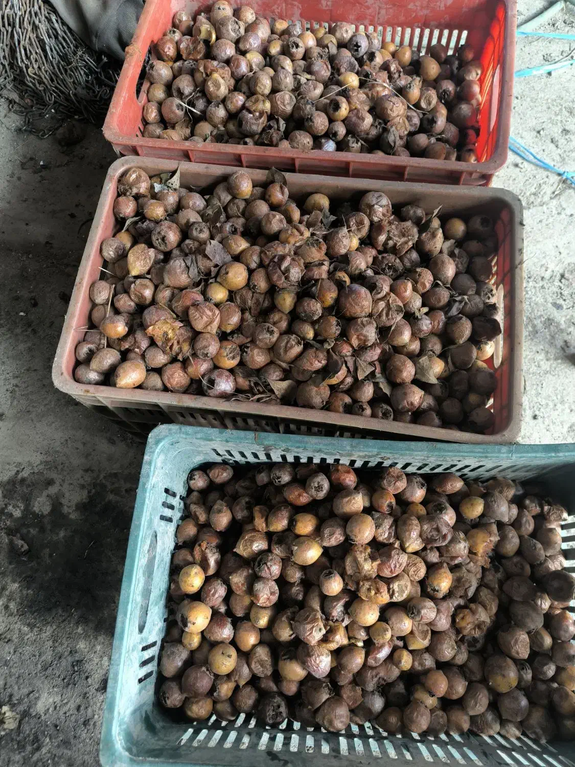 ازگیل بمناسب برای رب|خوردنی و آشامیدنی|حویق, |دیوار