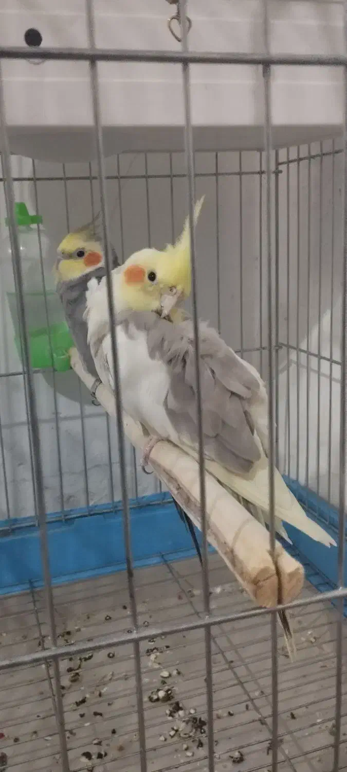 عروس هلندی|پرنده|اسلامآباد غرب, |دیوار